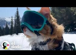 Enlace a El gato al que le gustaba esquiar