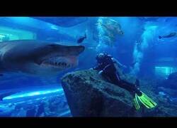 Enlace a Encuentro cercano con un tiburón en el Acuario de Dubai