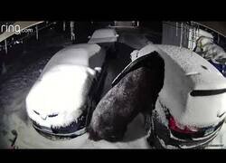 Enlace a Un oso entra dentro de un coche cubierto por la nieve