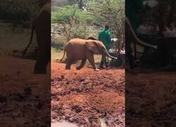 Enlace a Bebé elefante tropieza con su propia trompa