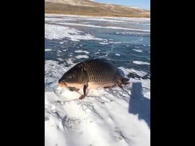 Captan a un pez sosteniéndose sobre el hielo