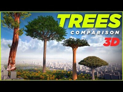 Comparando los árboles más altos del mundo
