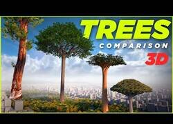 Enlace a Comparando los árboles más altos del mundo