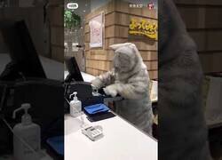 Enlace a En esta cafetería japonesa, el cajero que puede atenderte es un gato
