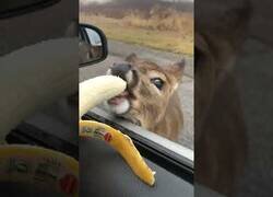 Enlace a Un adorable bebé ciervo comiendo un plátano