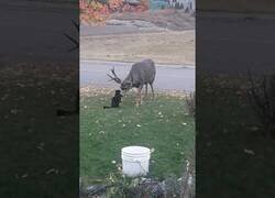Enlace a Terrible duelo entre un gato y un ciervo