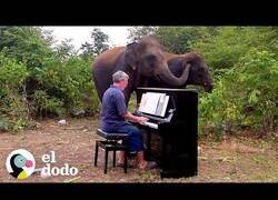 Enlace a El elefante al que le encantaba la música