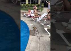 Enlace a Dos iguanas siembran el caos en una piscina