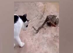 Enlace a Una serpiente pelea contra un gato mientras es deborada por un sapo