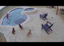 Enlace a Mujer rescata a su perro de una piscina helada