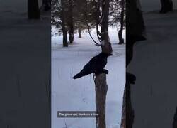 Enlace a Este ruso muestra a su cuervo y demuestra que es su mascota
