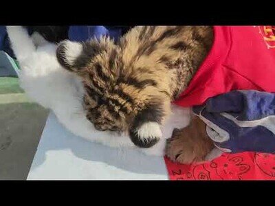 Ceremonia de traspaso del año del Tigre al año del Conejo en un zoo de China sale mal