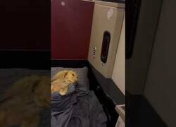 Enlace a Este perro viaja mejor de lo que tú lo haras nunca