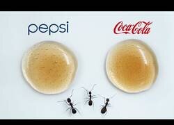 Enlace a Pepsi o Coca Cola: ¿Qué prefieren las hormigas?