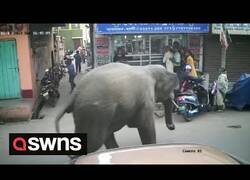 Enlace a Un elefante irrumpe en una calle de India