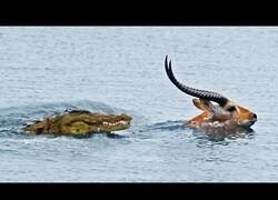 Enlace a Un antílope cruza un lago lleno de cocodrilos