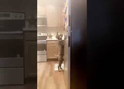 Enlace a Este perro se pasea por la cocina como si fuera un humano