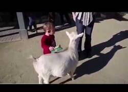 Enlace a Niño asustado por el pedo de una cabra