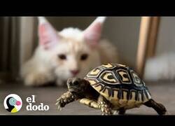 Enlace a Así es un día en la vida de una tortuga bebé
