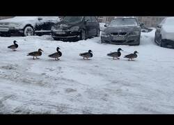 Enlace a Grupo de patos se desorienta en mitad de una gran nevada