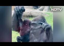 Enlace a Gorila muestra y besa a su cría delante de los visitantes del zoo