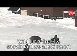 Enlace a Un jabalí ataca a snowboarders en una pista de esquí