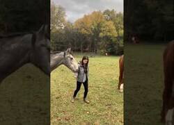 Enlace a Engañando a un caballo con una cuerda imaginaria