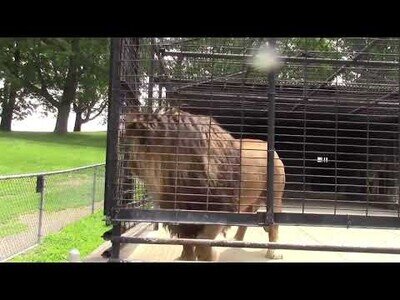 Un león orina sobre los visitantes de un zoo