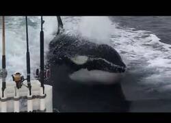Enlace a Orcas asesinas persiguen a un bote
