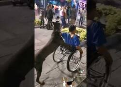 Enlace a Un perro empuja la silla de ruedas de su dueño