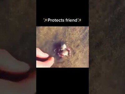 Un cangrejo proteje a su amigo