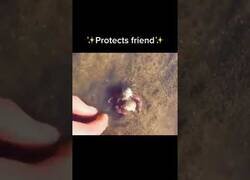 Enlace a Un cangrejo proteje a su amigo