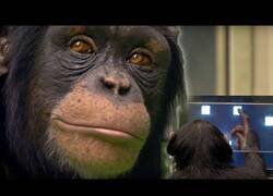 Enlace a ¿Tienes más memoria que un chimpancé?