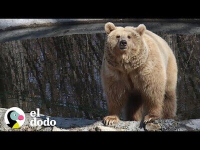 Conducen 280 millas para rescatar un oso de Ucrania