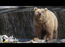 Enlace a Conducen 280 millas para rescatar un oso de Ucrania