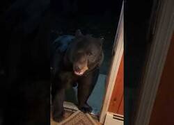 Enlace a Un oso entra en una casa y cierra la puerta al salir