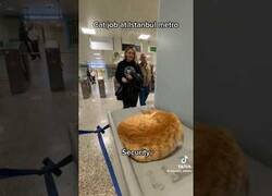 Enlace a Este gato trabaja a tiempo completo en esta estación de metro