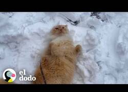 Enlace a A este gato le encanta la nieve