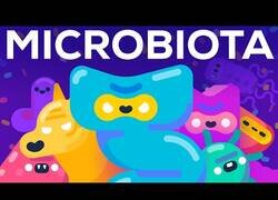 Enlace a Microbiota: Así gobiernan el cuerpo las bacterias