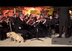 Enlace a Un perro roba toda la atención del público a una orquestra