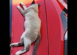 Enlace a Gato durmiendo en el capó de un Corvette