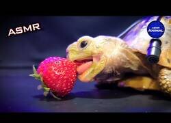 Enlace a ASMR de una tortuga comiendo una fresa
