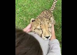 Enlace a El sonido que hacen los leopardos cuando reciben un masaje