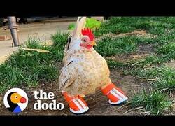 Enlace a El pollo que caminaba con zapatos