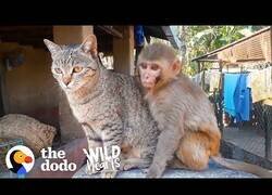 Enlace a La extraña amistad entre un gato y un mono