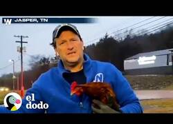 Enlace a Meteorólogo rescata una gallina durante una ventisca