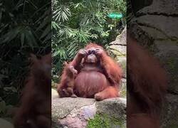 Enlace a Un orangután se pone unas gafas de sol que se le habían caído a una mujer