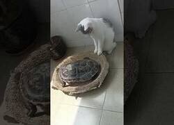 Enlace a Difícil convivencia entre un gato y una tortuga por falta de espacio