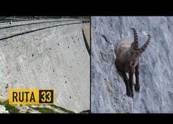 Enlace a Cabras Montesas escalando sobre una presa de agua en busca de sales minerales