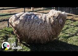 Enlace a La felicidad de esta oveja tras ser esquilada